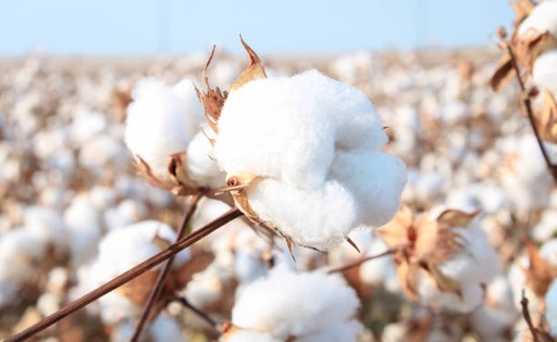[Raw0009] Cotton