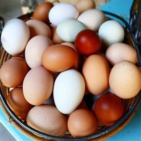 Fresh eggs 